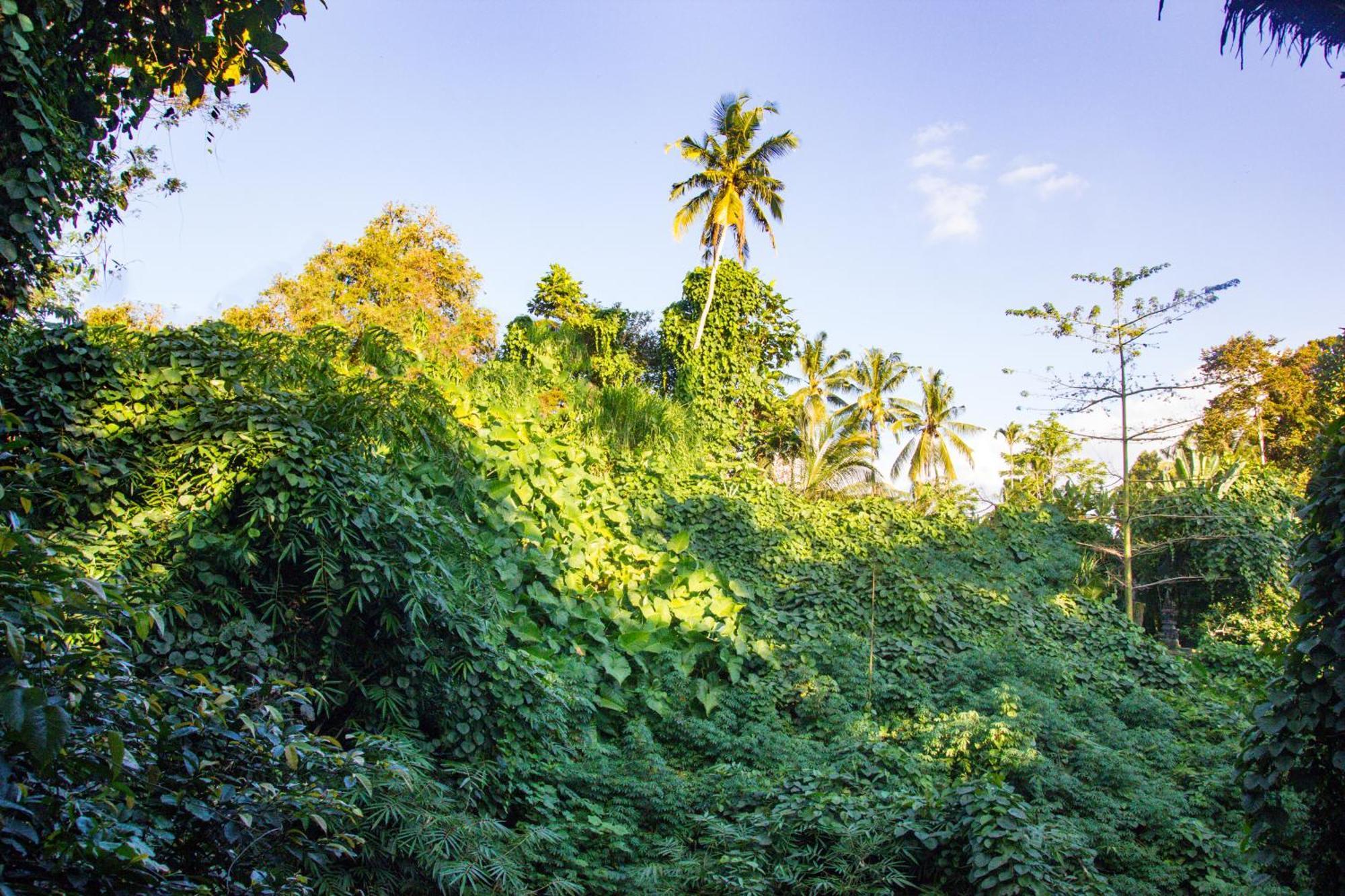 Parvati Retreat Villas Ubud  Bagian luar foto